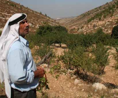 Les attaques des colons israéliens continuent contre des fermiers de Beit Ummar